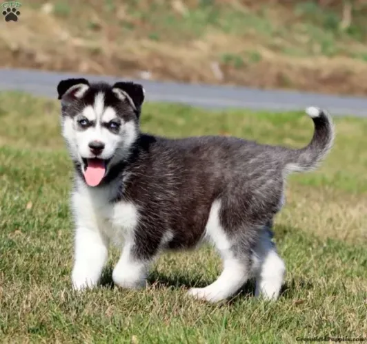 Husky Siberiano - Últimos Filhotes | Chamar Já