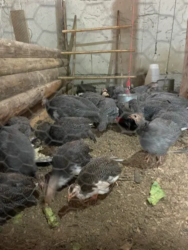 Vendo galinha de Angola 90 dias