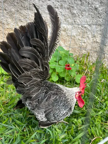 Vendo galo Nagasaki macho, comum, saudável e de boa linhagem