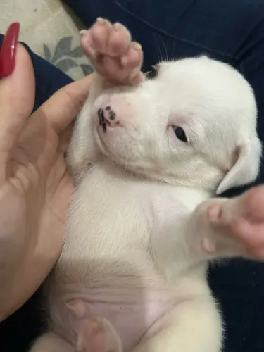 Cachorro pitbull