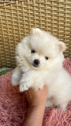 Spitz Alemão Anão Macho - 2 Meses Pronta Entrega.