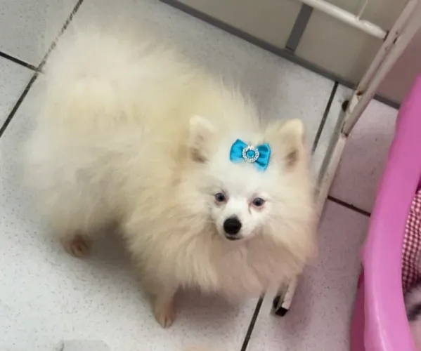 Cruza Lulu da Pomerania 