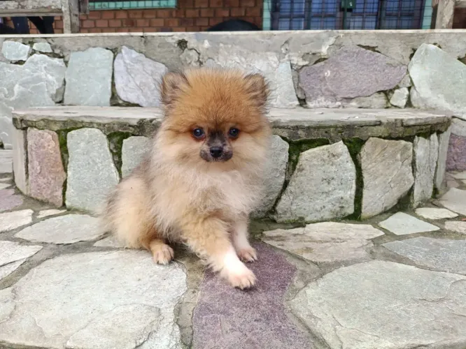 Lindo macho de Lulu da Pomerânia com 3 meses