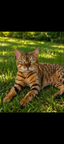 Casal de Bengal