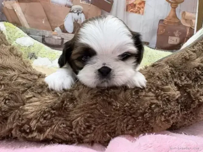 Cãozinho fofinho e dócil Shih tzu/Shitzu