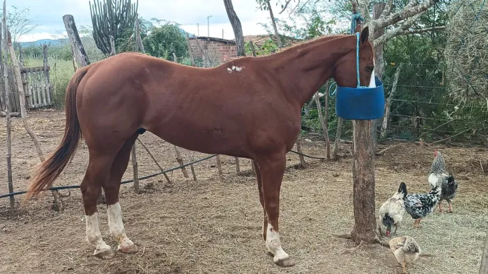 Cavalo de direita