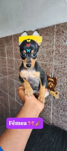 Pinscher vacinado com 70 dias