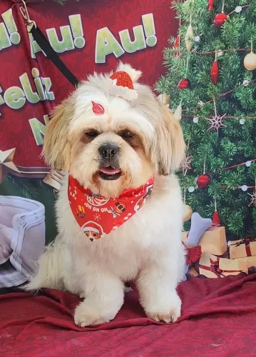 Procura-se namorada shitzu