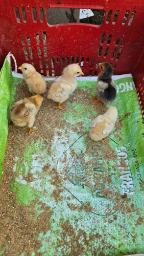 Pintinhos de Galinha à Venda