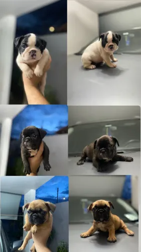 Buldogue Francês 