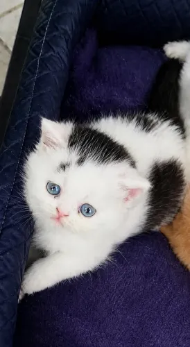 Filhote de gato persa exótico!