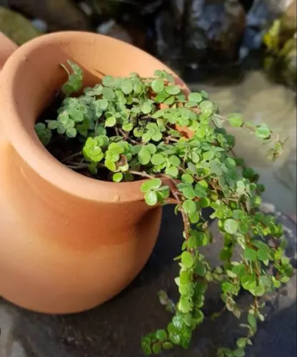 Muda de planta, Barba de Moisés