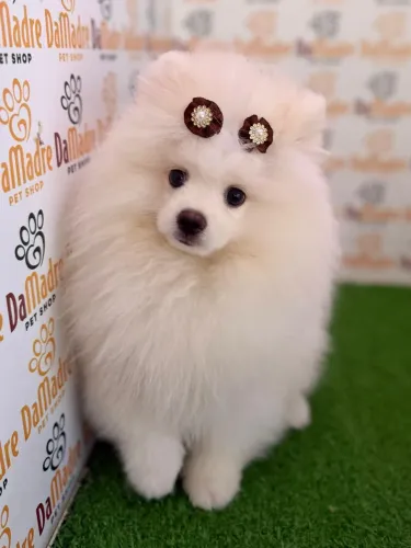 Spitz Alemão Fêmea