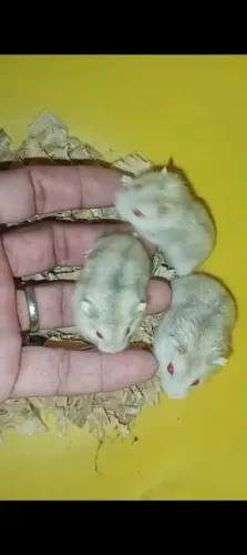 Hamster anão russo 