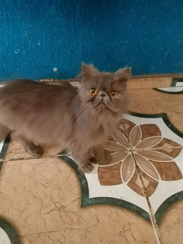 Vendo gato persa macho adulto 