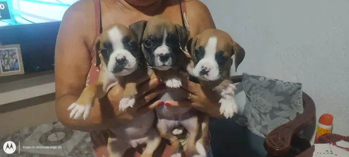 FILHOTES de BOXER FEMEAS   -SP