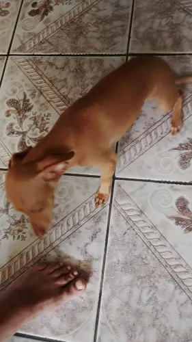 Vendo