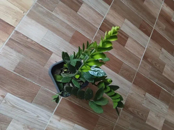 Zamiocuca