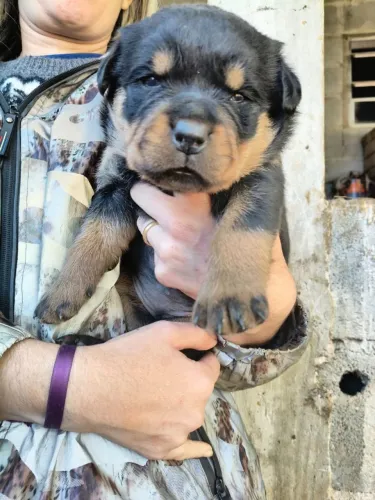 Cachorro Rottweiler 
