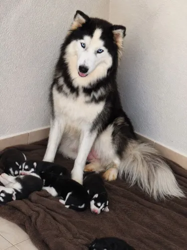 Filhotes husky siberiano para reserva.