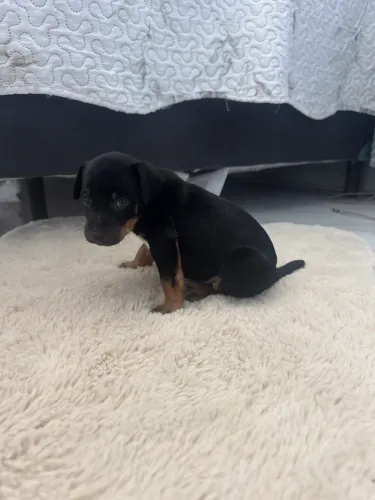 Filhote de Pinscher com salsicha