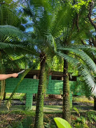 Palmeira natural para jardim ?