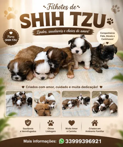 Shih tzu disponível a venda