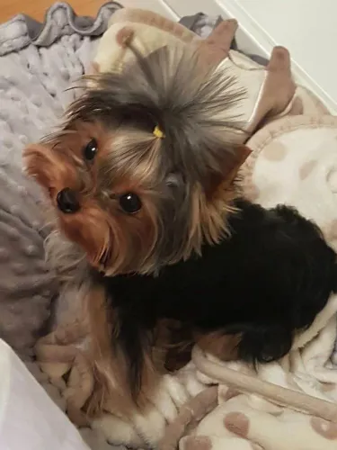 Filhote Yorkshire Terrier, cheios de energia e amor para dar!