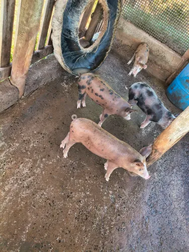 Vende se leitoa caipira
