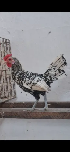 galinhas