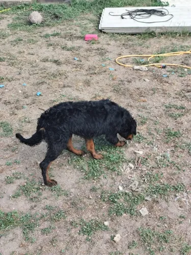 filhota de rottweiler