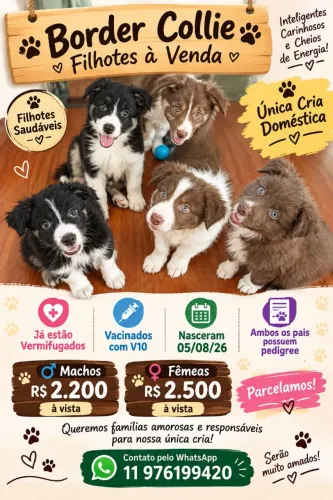 Filhotinhos disponíveis Border Collie
