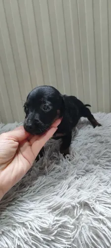 Filhotes de Basset machos e fêmeas disponíveis cachorro