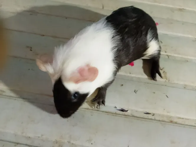 Porquinho da índia