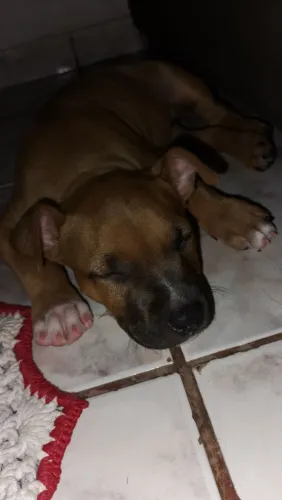 Vendo staffordshire de 2 meses