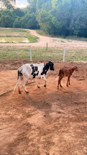 Vendo mini vaca