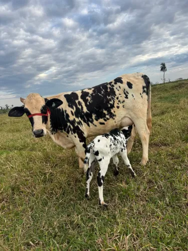 Vacas de leite