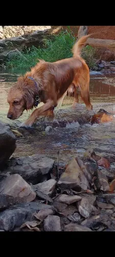 Golden Retriever para cobertura 