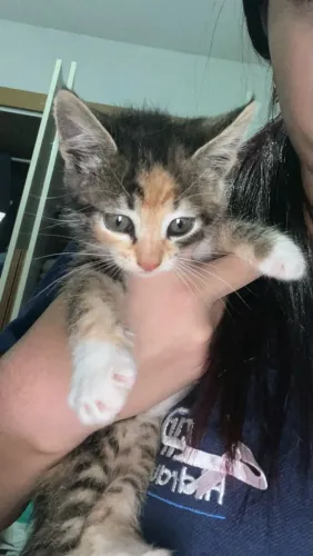 Doasse gatinha 