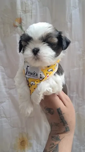 Shih Tzu Disponível para Reserva
