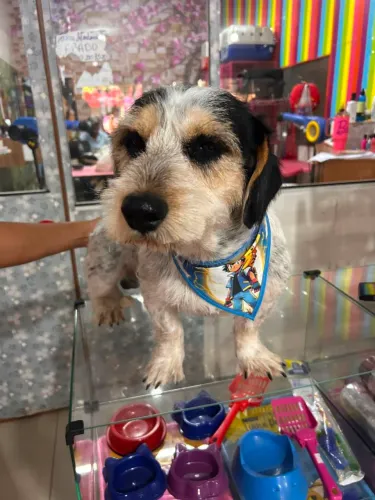 Doação de cachorro