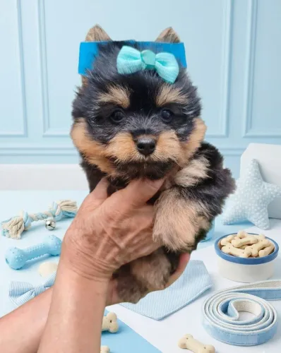 Lindos filhotes de yorkshire terrie garanta já o seu
