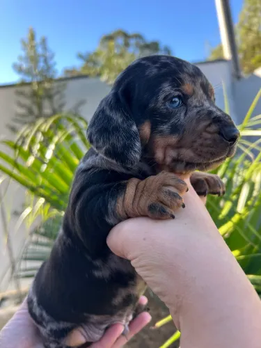 Dachshund