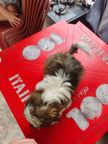 Shihtzu Fêmea 1200 já com 2 doses da vacina