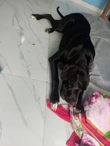 Cachorro dog alemão