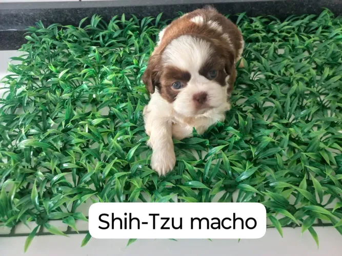 Machos e fêmeas Shih-Tzu