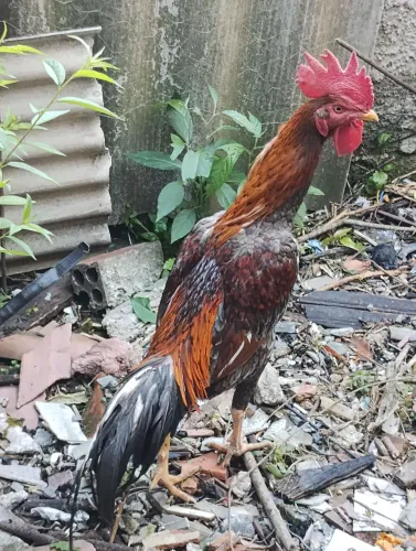 Frango Body Pulva 