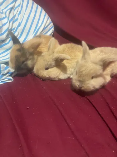 Coelho mini lop