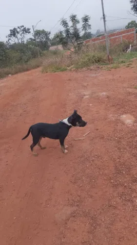 Pitbull filhote5 meses