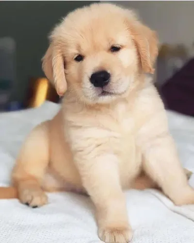 Golden Retriever os mais lindos